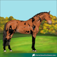 Horse Color:Void White Spotted Bay Tobiano