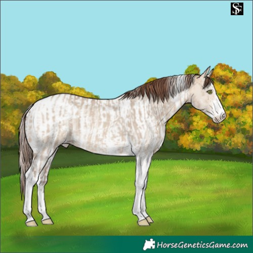 Horse Color:Amber Champagne Dun Sabino Tobiano Appaloosa and Amber Champagne Dun Sabino Tobiano Appaloosa Rabicano