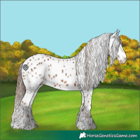 Horse Color:Chestnut Appaloosa