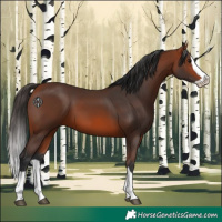 Horse Color:Bay Splash