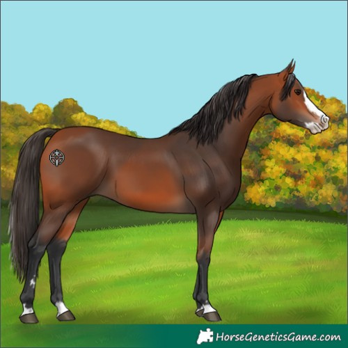 Horse Color:Bay Splash 
