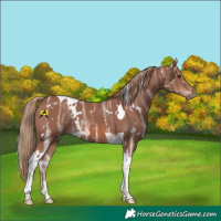 Horse Color:White Spotted Chestnut Ice Tobiano 