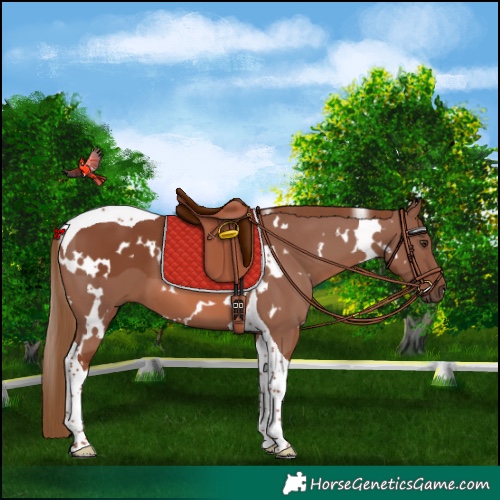 Horse Color:White Spotted Chestnut Tobiano 