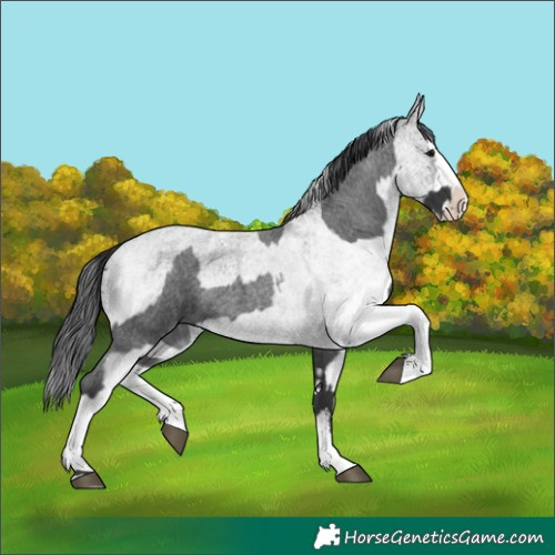 Horse Color:Blue Roan Sabino Splash and White Spotted Blue Roan Splash