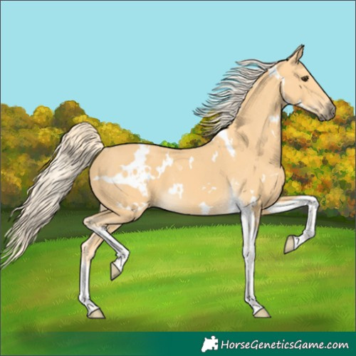 Horse Color:White Spotted Palomino Tobiano