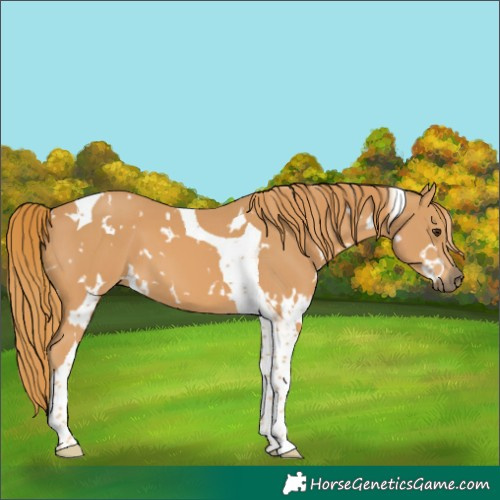 Horse Color:White Spotted Chestnut Tobiano