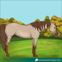 Horse Color:Red Dun 