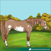 Horse Color:Red Dun Frame