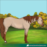 Horse Color:Red Dun 