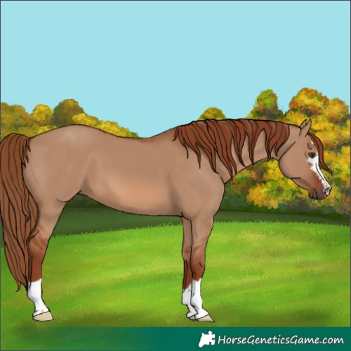 Horse Color:Red Dun 