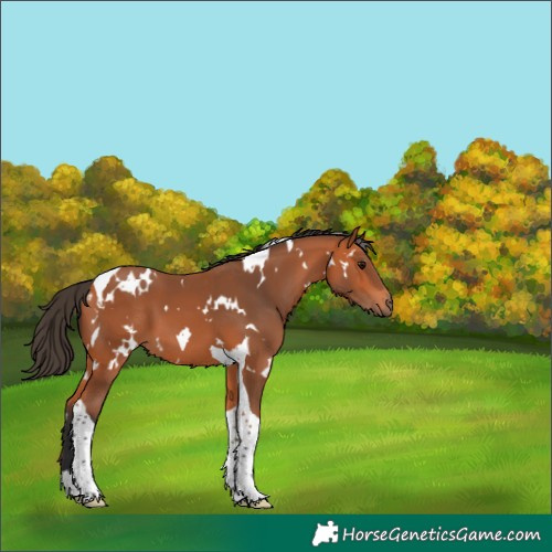 Horse Color:White Spotted Bay Tobiano 