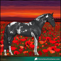 Horse Color:White Spotted Black Tobiano