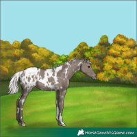 Horse Color:White Spotted Silver Grullo Appaloosa 