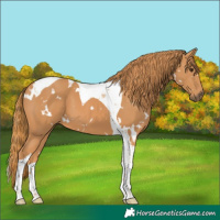 Horse Color:White Spotted Chestnut Tobiano 