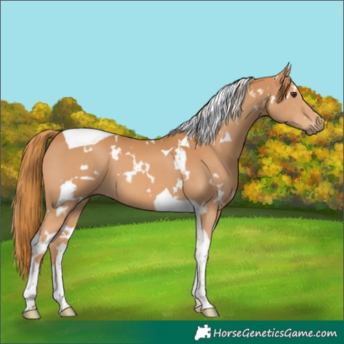 Horse Color:White Spotted Chestnut Tobiano 