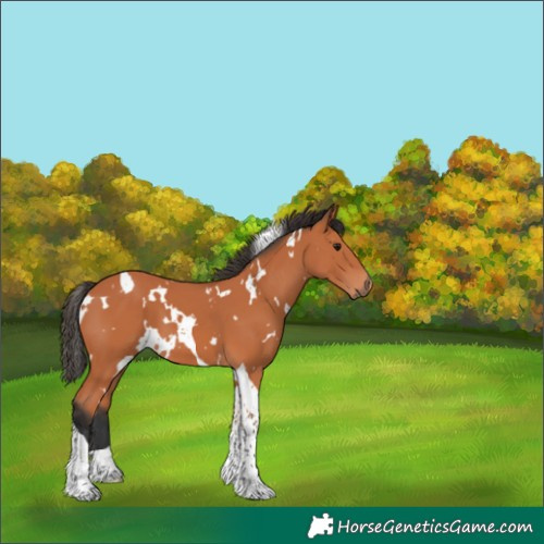 Horse Color:White Spotted Bay Tobiano 