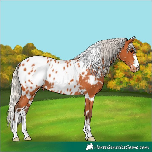 Horse Color:White Spotted Silver Bay Near Leopard 