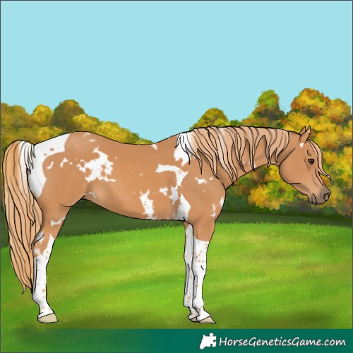 Horse Color:White Spotted Chestnut Tobiano
