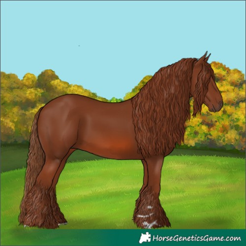 Horse Color:Chestnut 