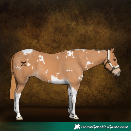 Horse Color:White Spotted Chestnut Tobiano 