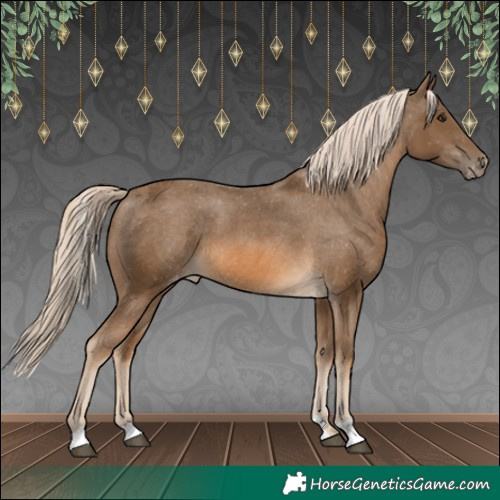Horse Color:Chocolate Palomino Appaloosa 