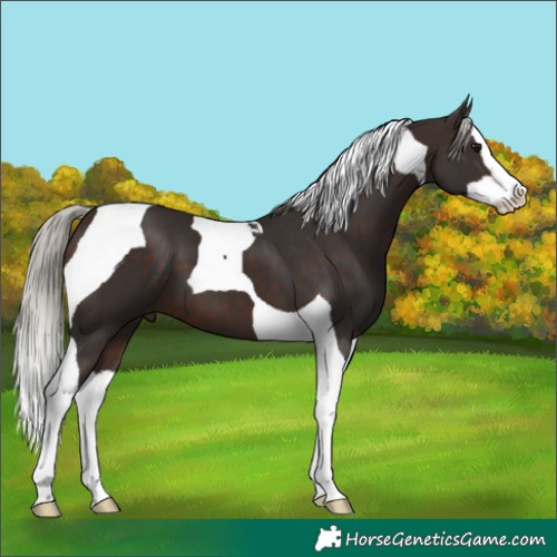 Horse Color:Silver Brown Splash Tobiano 