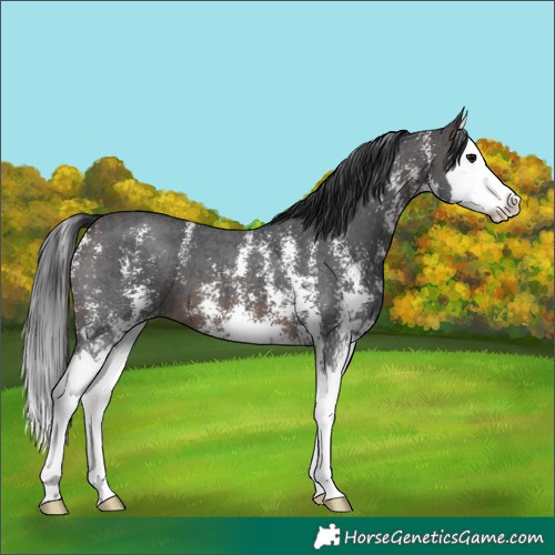 Horse Color:Brown Sabino Splash 