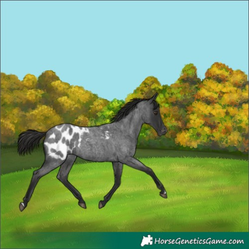 Horse Color:Liver Red Roan Appaloosa