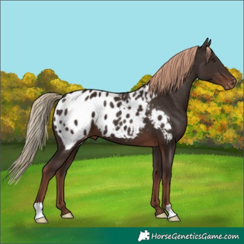 Horse Color:Liver Chestnut Appaloosa 