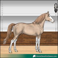Horse Color:Red Dun Splash