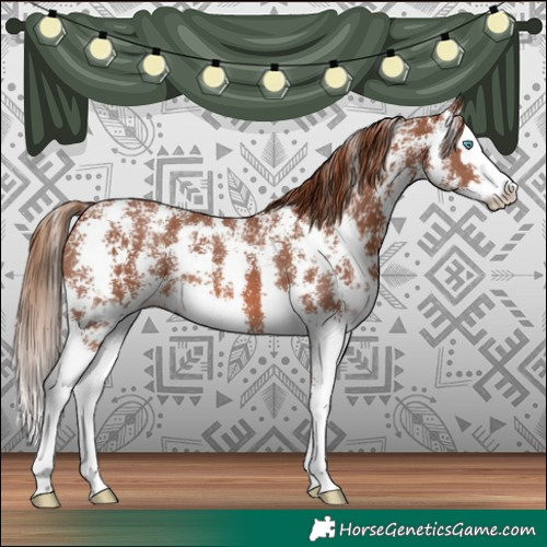 Horse Color:Chestnut Sabino Splash 