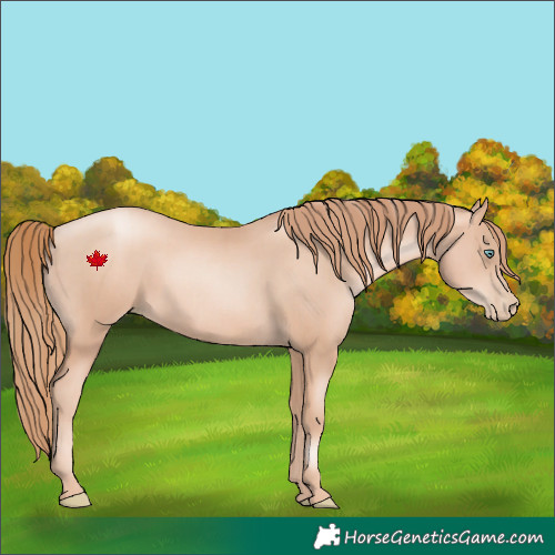 Horse Color:Gold Champagne Pearl Rabicano and Gold Champagne Pearl Rabicano