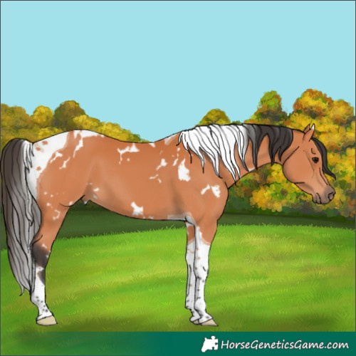 Horse Color:White Spotted Bay Tobiano