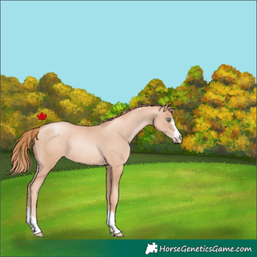 Horse Color:Gold Champagne Pearl Rabicano and Gold Champagne Pearl Rabicano