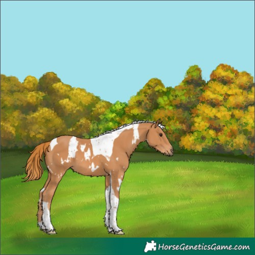 Horse Color:White Spotted Chestnut Tobiano 