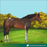 Horse Color:Bay Tobiano