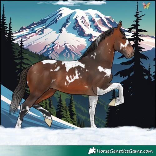 Horse Color:White Spotted Bay Tobiano 