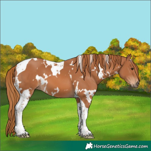 Horse Color:White Spotted Chestnut Tobiano 