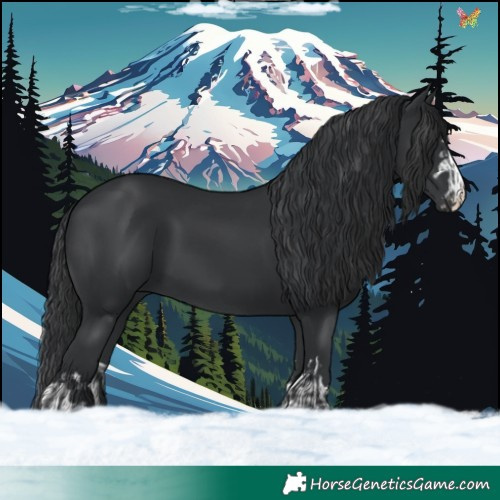 Horse Color:Black and Black