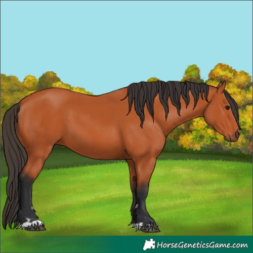Horse Color:Bay 