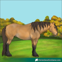 Horse Color:Buckskin 