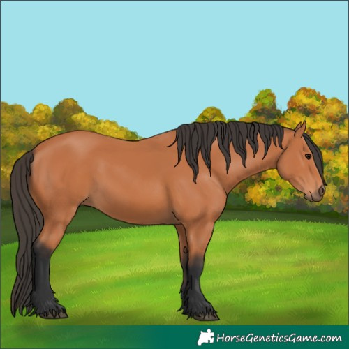Horse Color:Bay 