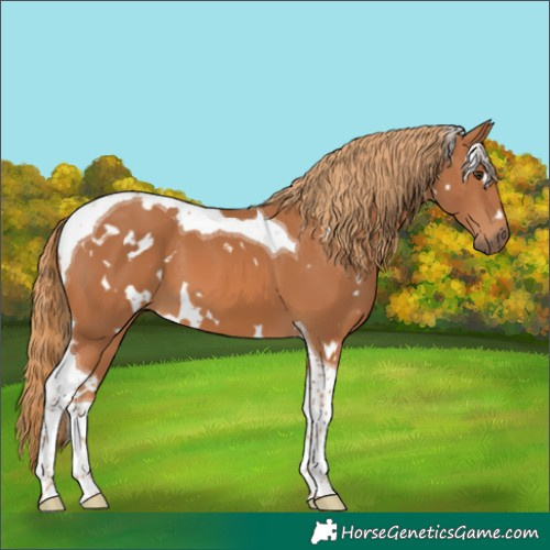 Horse Color:Unknown 