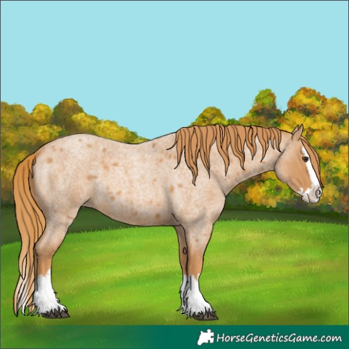 Horse Color:Red Roan Splash