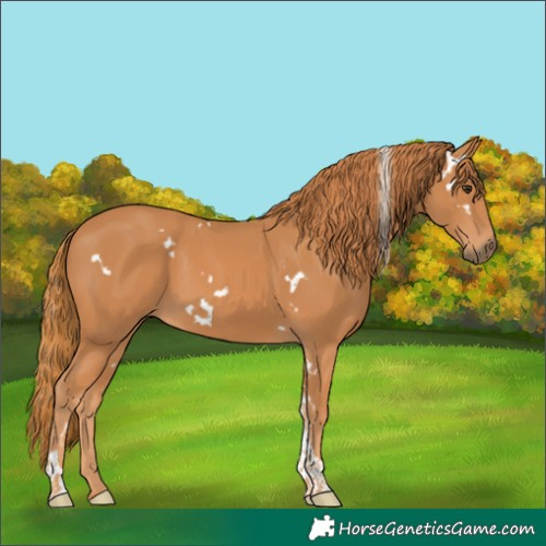 Horse Color:White Spotted Chestnut Tobiano 