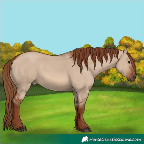 Horse Color:Red Dun 
