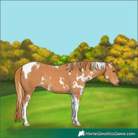 Horse Color:White Spotted Chestnut Tobiano
