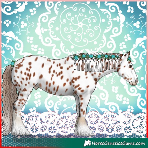 Horse Color:Chestnut Appaloosa 