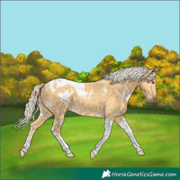 Horse Color:White Spotted Palomino Tobiano Rabicano 