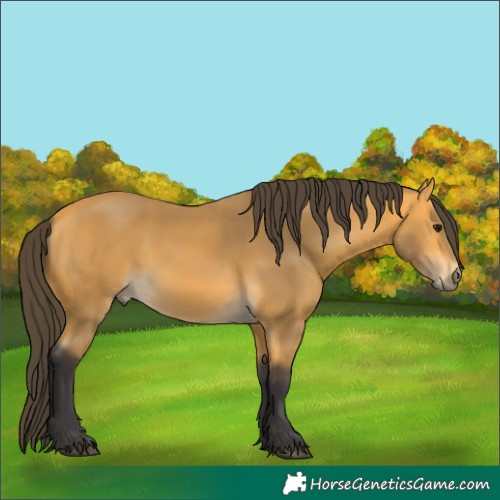 Horse Color:Buckskin 